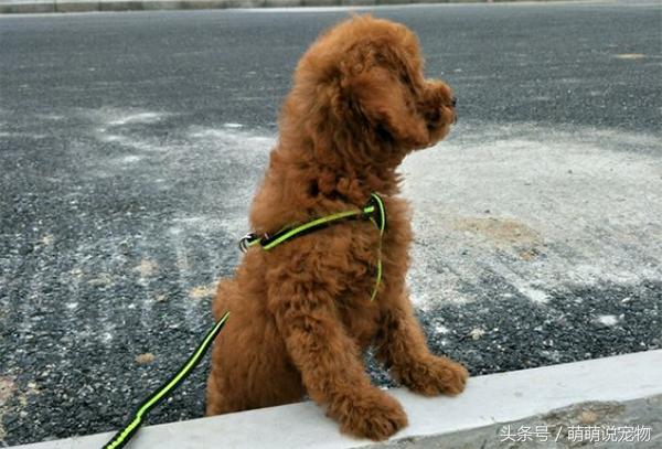 泰迪狗狗臭线怎么去除,泰迪狗狗体味重怎么去除