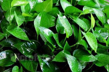 小叶绿萝是什么样,小叶绿萝变大叶绿萝过程