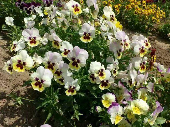 养花就养这款高颜值花,颜控花友养花就养这款