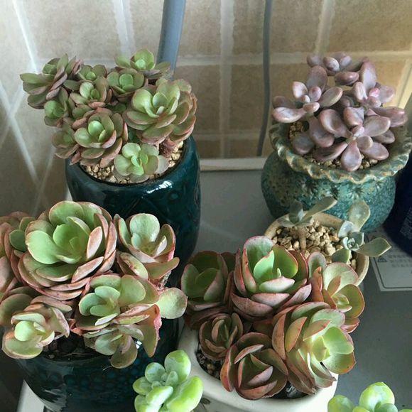 多肉砍头苗扦插后多久生根,多肉砍头生根最快方法