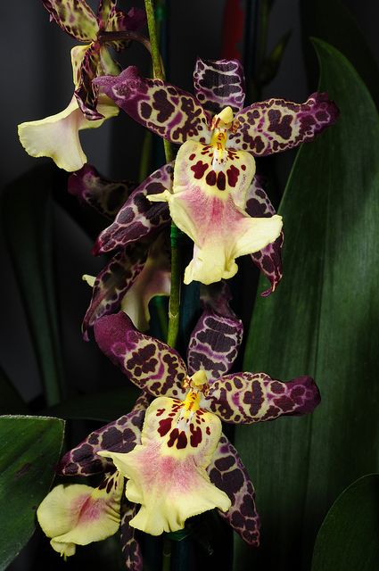 兰花寓意坚强象征着高洁傲骨之风,兰花代表怎样的高洁品质