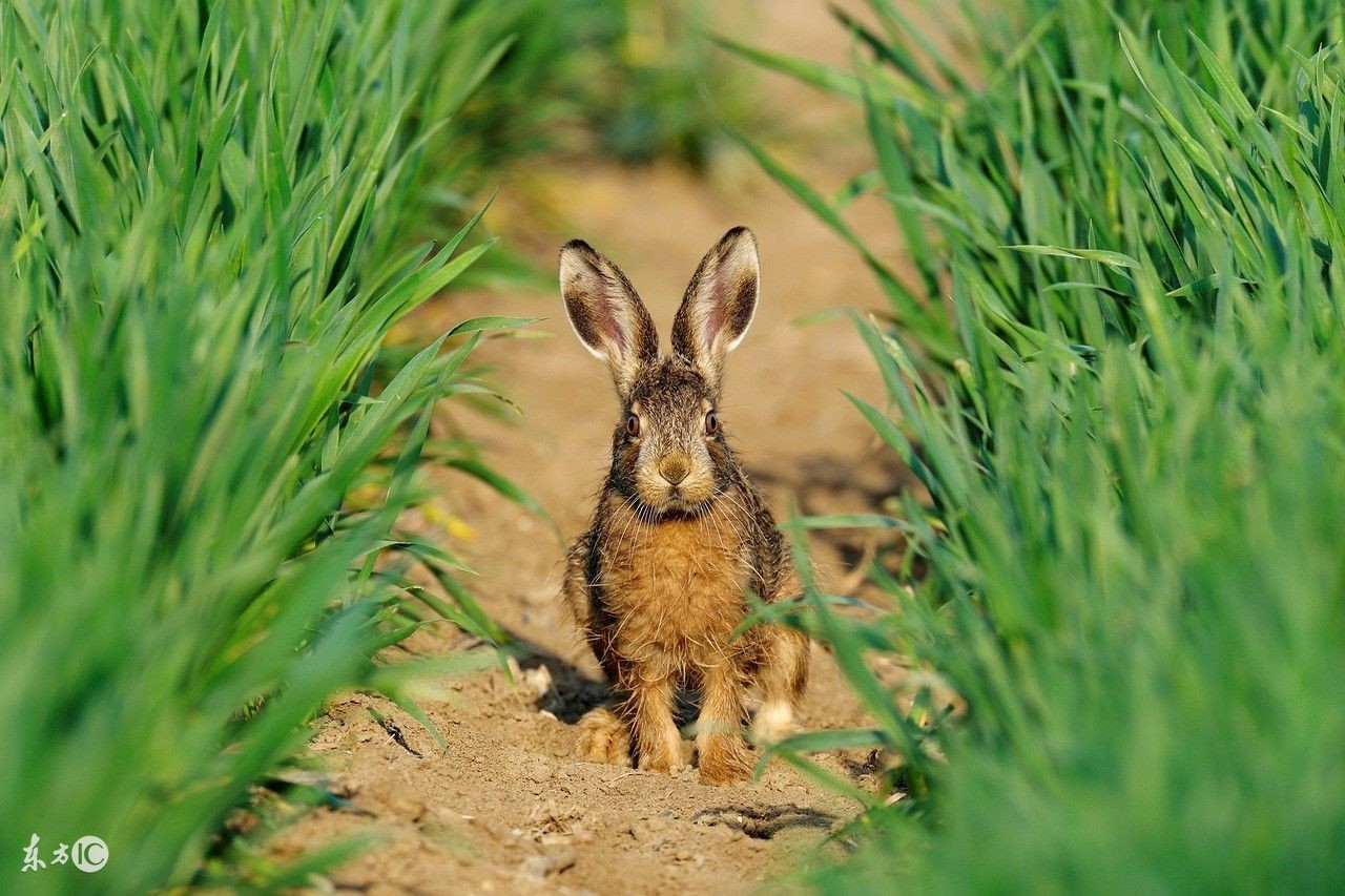 驯服野兔最好的方法,下野兔有什么技巧