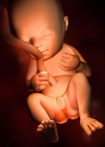 孕宝生长图,胎宝宝3d立体动画