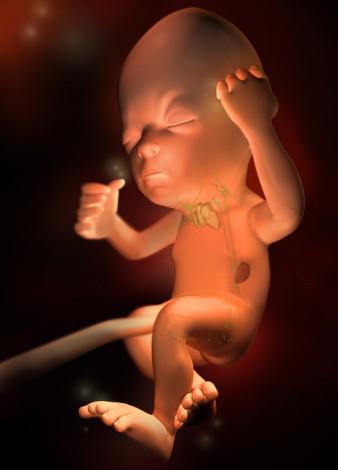 这组高清3D图，带你了解胎宝宝1-40周生长发育全过程