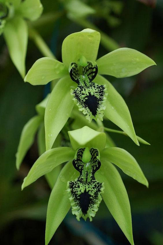 兰花寓意坚强象征着高洁傲骨之风,兰花代表怎样的高洁品质