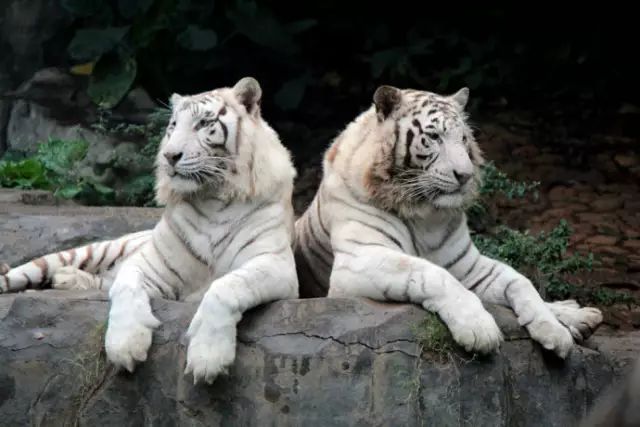 广州长隆野生动物园吃东西攻略,广州长隆野生动物园吃喝攻略