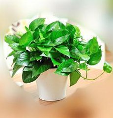 小叶绿萝是什么样,小叶绿萝变大叶绿萝过程