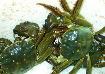 海蟹和河蟹怎么区别,海蟹河蟹区分
