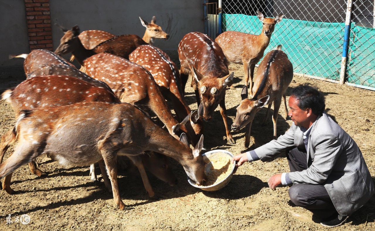 在农村里有什么好赚钱的项目,农民做什么才能快速致富