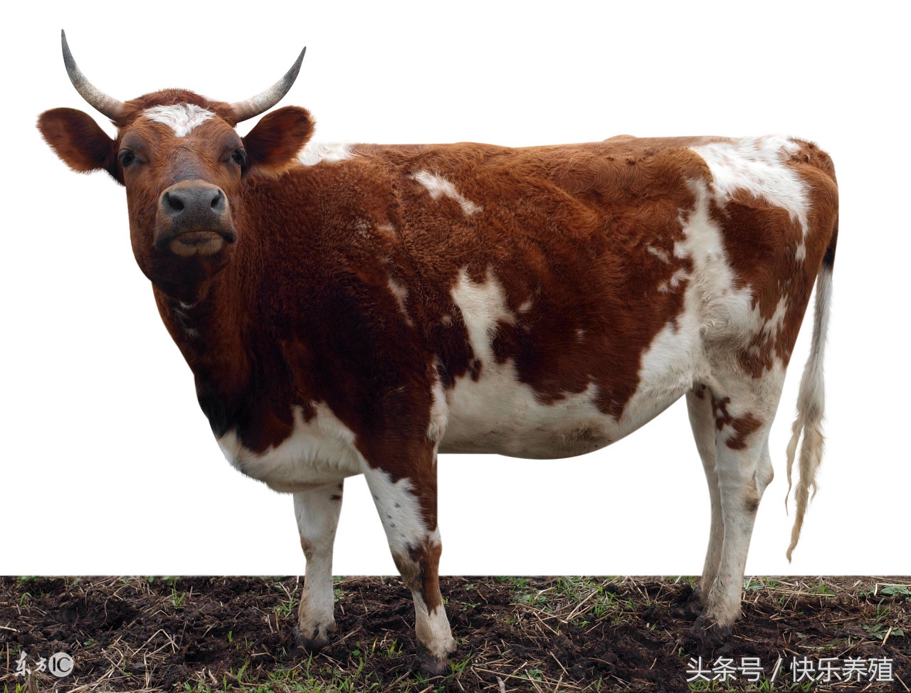 牛误食化肥怎么解,牛误食铁丝的危害