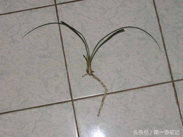 「养兰实战经验」新昌兰花泥的使用结果