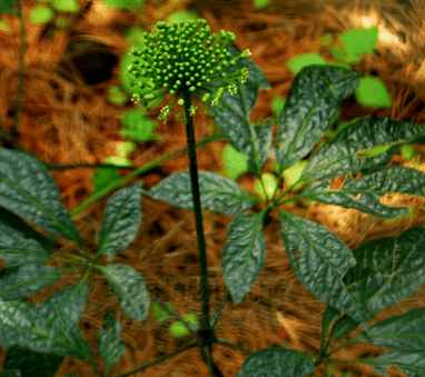 三七花泡水喝的养生功效,三七花和枸杞泡水的功效
