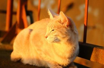 养猫攻略知识分享新手养宠看过来,秋季养猫的常见问题