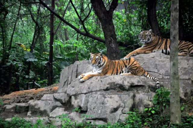 广州长隆野生动物园吃东西攻略,广州长隆野生动物园吃喝攻略