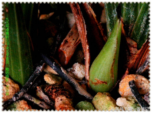 植金石与赤玉土养兰哪个好,珍珠岩和植金石哪个适合养兰