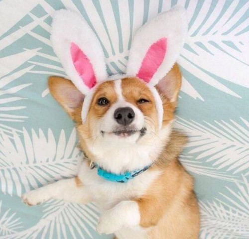 想养一只柯基的视频,想养个柯基多少钱