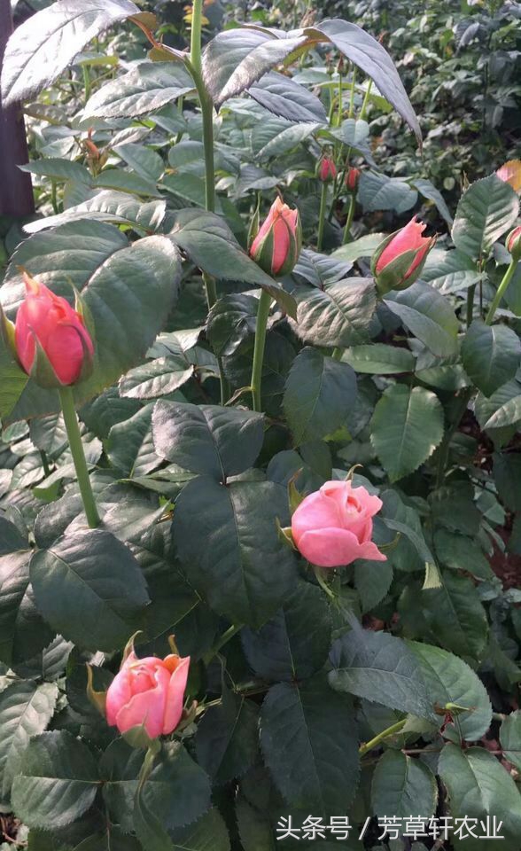 盆景玫瑰花养护,美丽的盆栽玫瑰花怎么养