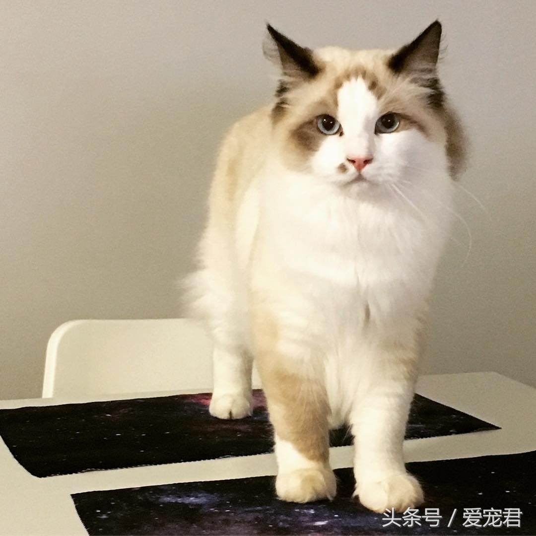 猫咪背朝下趴桌子,猫咪好奇心拉舌头