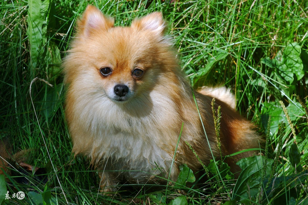 博美宠物狗的名字大全集,世界名犬品种大全小型犬