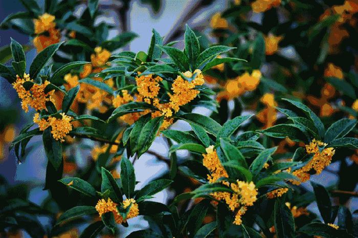 国庆长沙游玩,国庆节长沙旅游十大必去景点