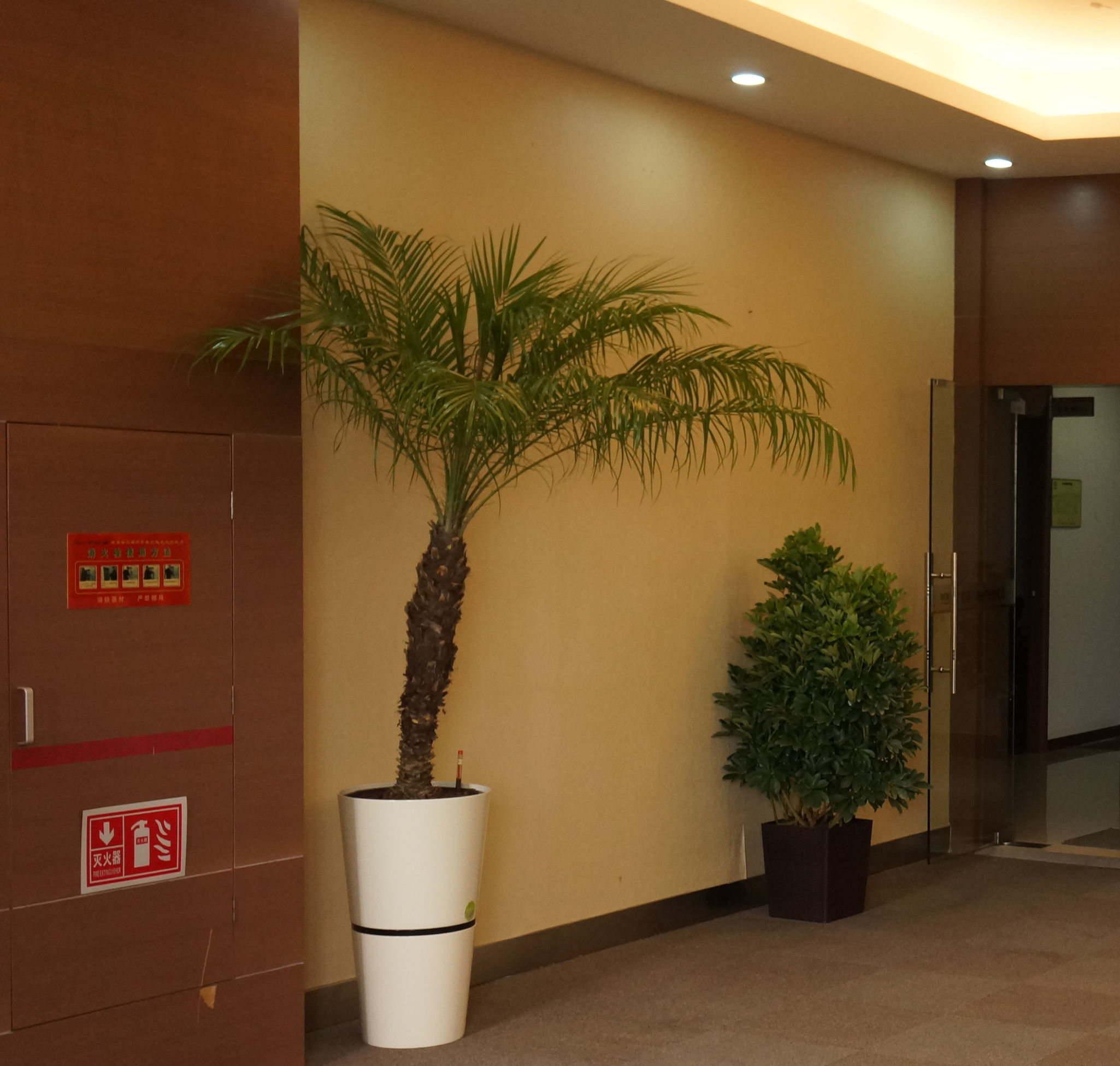 盆花烂根解决小妙招,绿植脱水怎么补救