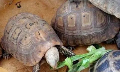 有哪些陆龟是可以养的,陆龟到底要不要排酸