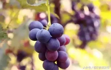 秋后五种金牌水果,入秋后多吃这些水果是最养人的