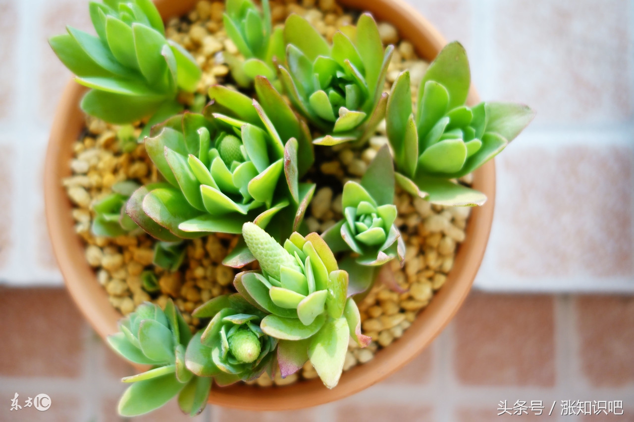 简单装修后屋内甲醛该如何处理,装修完家里有味怎么办