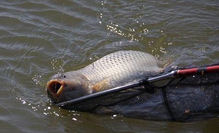 怎样挑选优质的鱼线,怎样选用好鱼线