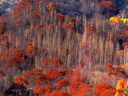 北京不容错过的赏花路线,北京香山红叶林观看最佳时间