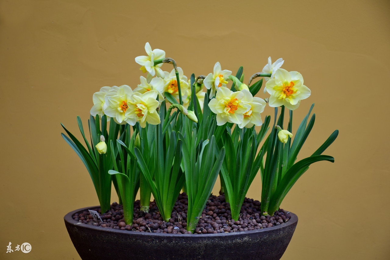 牙痛误食曼陀罗送医院急救洗胃水仙含羞草这些花是“毒美人”