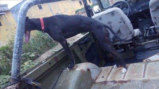 怎么样训练狗追蛇,怎么训练狗追猫