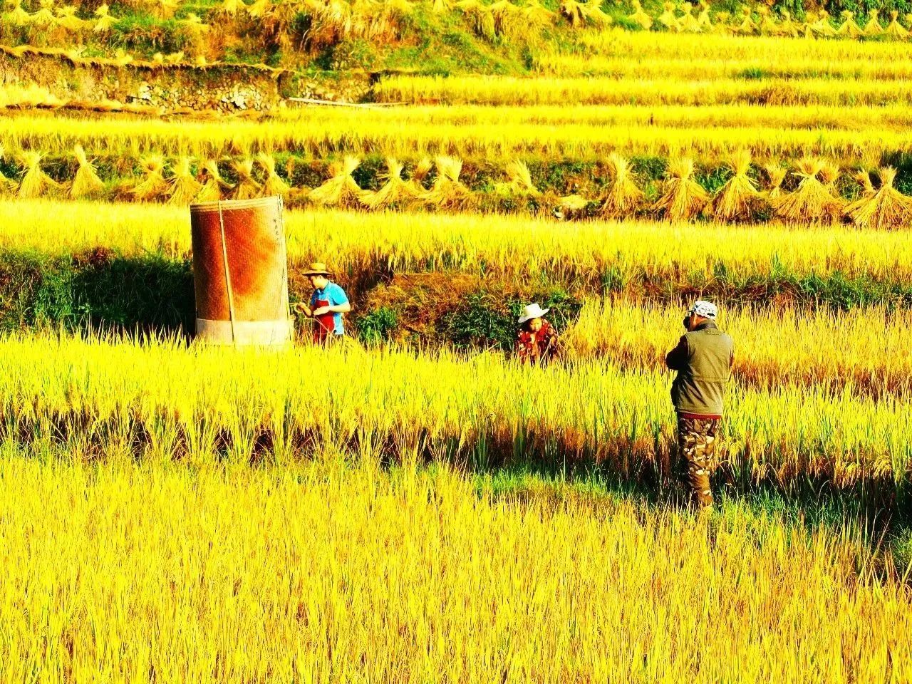 风吹稻浪黄金灿原创,风吹稻田金灿灿原文