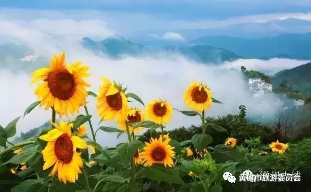 国庆出游去哪儿玩儿,国庆去安徽哪里玩