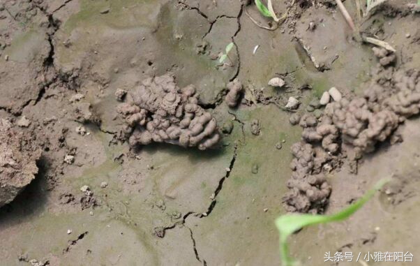 养花盆土板结可以加什么进去松软,花盆土板结打理方法