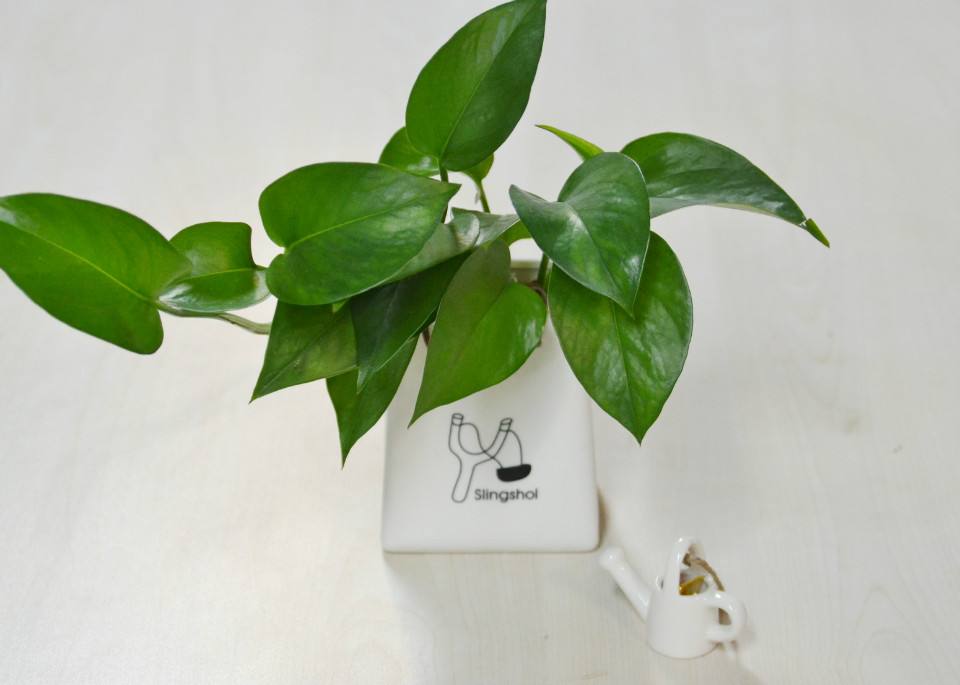 水培绿萝叶子发黄怎么办,水培绿萝烂根怎么办有什么好方法