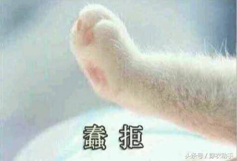 提升猫咪智商的玩具,提高猫咪的生活品质