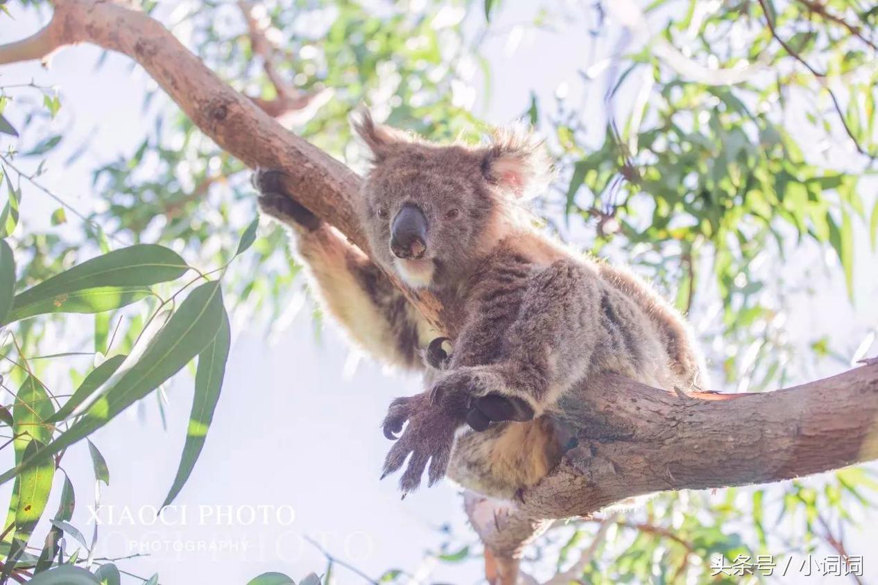 玩转南澳大利亚，这篇最全旅行攻略一定可以帮到你