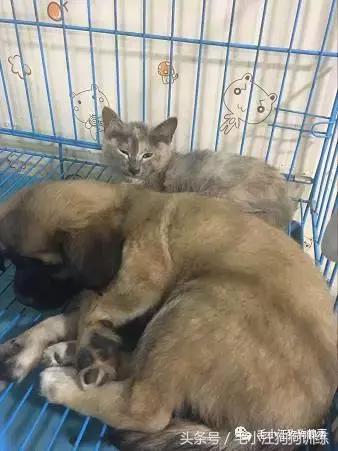 猫狗双全的赢家,狗猫双全的人生赢家