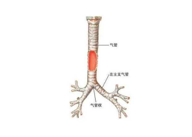 急性支气管炎中医西医治疗,急性支气管炎中医治疗原则