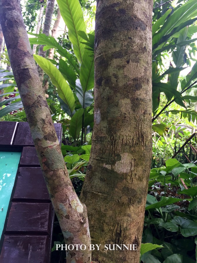 北纬十八度之三亚,北纬18度的旅行三亚游记