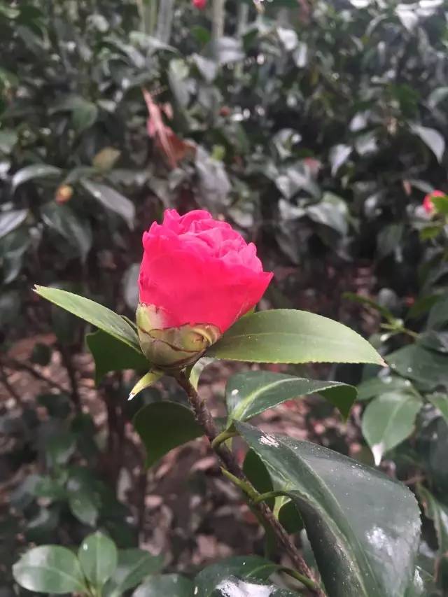 福利春季晒花大赛开始投票啦，价值万元好礼等你来拿！（后附石象湖门票中奖名单）