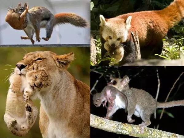 夹猫脖领,夹猫脖子视频