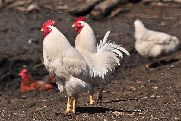 自己沤的肥怎样杀菌消毒,自己发酵肥很臭怎么处理