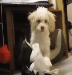 一个大写的字母,一个大写的字