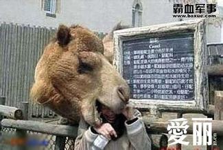 荒野猎人用火疗伤,荒野猎人桑拿