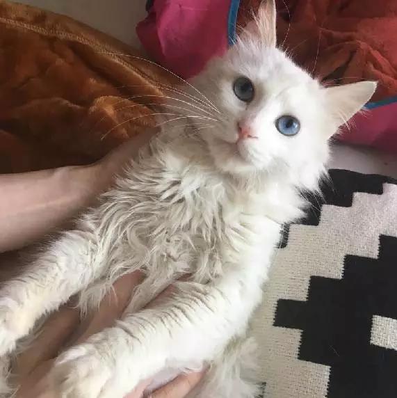 「3月上海领养」给流浪的它们一个温暖的家！