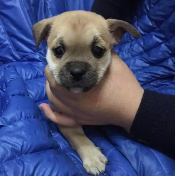 「3月上海领养」给流浪的它们一个温暖的家！