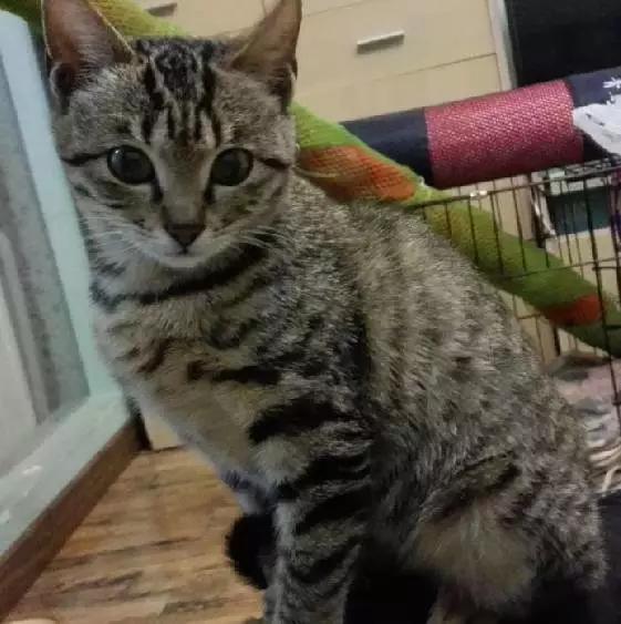 「3月上海领养」给流浪的它们一个温暖的家！