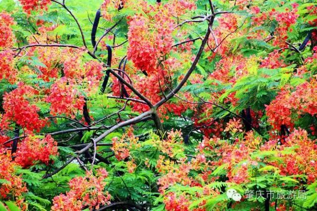 广东肇庆景色很好的大学,肇庆学院风景湖